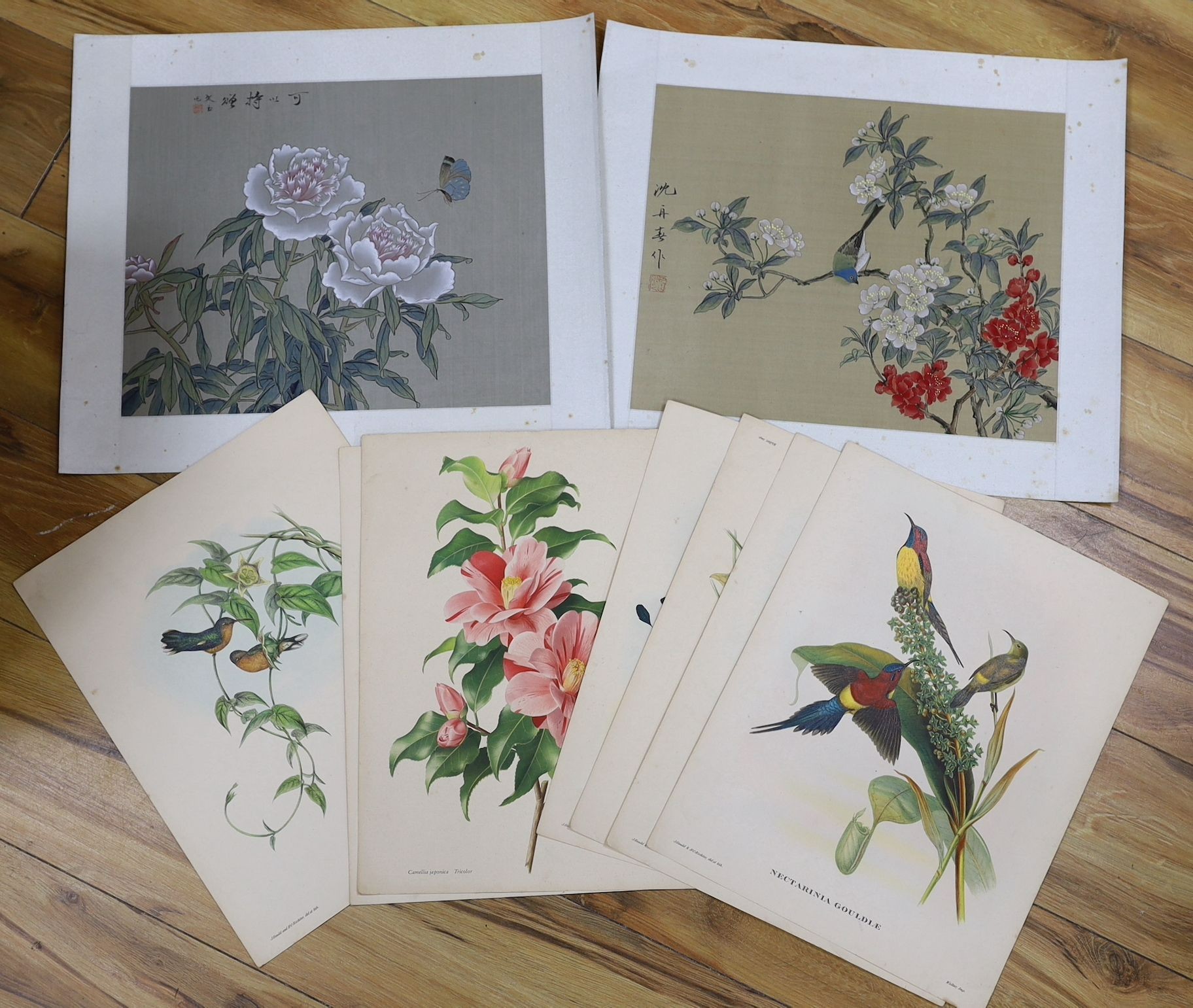 Seven unframed ornithological prints after Gould and Richter, 38 x 30cm and two Chinese watercolours on silk, 30 x 36cm, all unframed